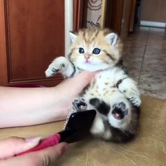 Cute kitten enjoying brushing
