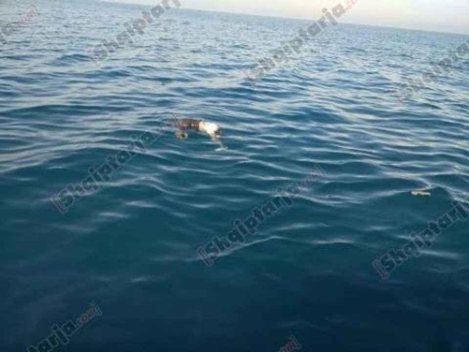 Report TV - Vlorë, u gjet i mbytur pranë Sazanit, viktima një 60-vjeçar