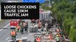 Thousands of escaped chickens cause huge traffic jam on Austrian highway