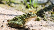 New Study Reveals How Frogs Outlived Dinosaurs