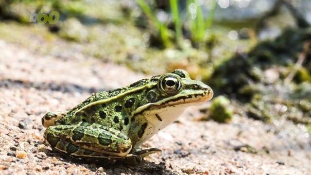 New Study Reveals How Frogs Outlived Dinosaurs