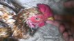 Gumboro Disease in Chickens,Infectious Bursal Disease Symptoms, IBD, Poultry Diseases By Taimoor