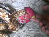 Gumboro Disease in Chickens,Infectious Bursal Disease Symptoms, IBD, Poultry Diseases By Taimoor