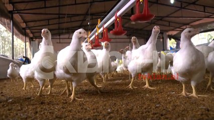 Bllokohet 26 ton mish pule me salmonelë