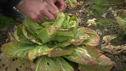 Согорениот јаглен од РЕК Битола, радиоактивен?