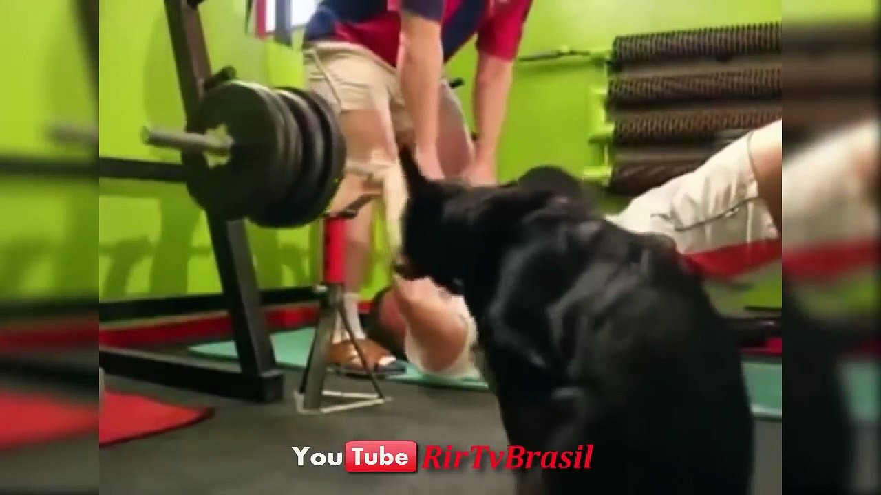 Tente Não Rir #38 (Impossivel) Se Rir Perde - Videos Engraçados Brasil - YouTube