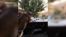 Perro se emociona al escuchar acercarse al camión de helados