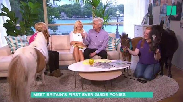 Ils invitent des poneys à la télé, et ce qui devait arriver arriva...