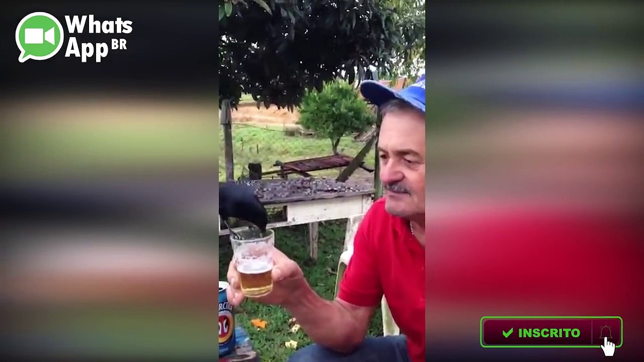 Os Vídeos Mais Engraçados do Whatsapp - 4ª Semana de Junho de 2017 - YouTube