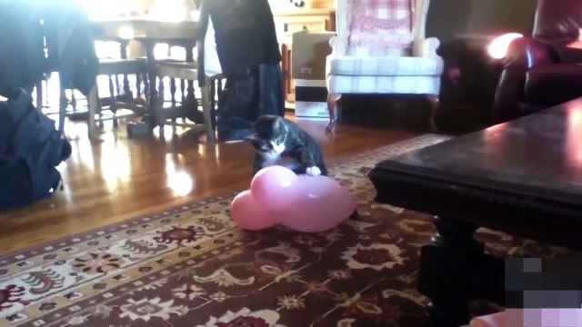 GATOS MAIS LOUCOS E ENGRAÇADOS DO MUNDO