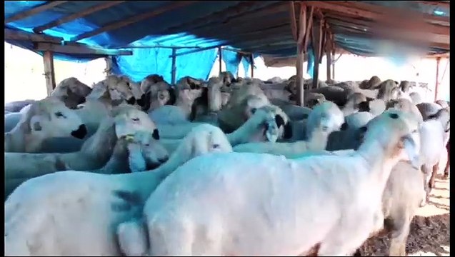 Gıda, Tarım ve Hayvancılık Bakanı Faruk Çelik, Özel Röportajı bugün TRT Haber'de