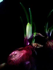 Cebollas para tu Biohuerto 🌱