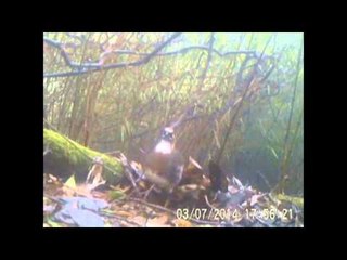 Ayam Hutan Sichuan Berkeliaran Tertangkap Kamera di Cina - NET5