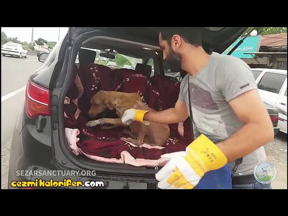 Sahipsiz Hamile Köpeğe Güzel Bir Hayat Veren Güzel Yürekli İnsan