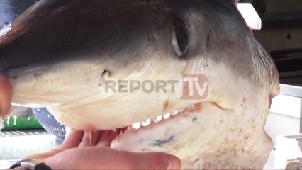 Report TV - Vlorë, peshkaqeni i rrezikshëm “Bishtdrapër” bie në rrjetë