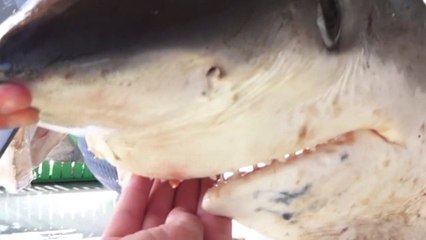 Kapet peshkaqeni bishtdrapër - Top Channel Albania - News - Lajme