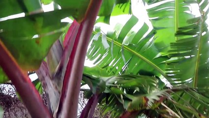 Hawaii Home GARDEN TOUR!