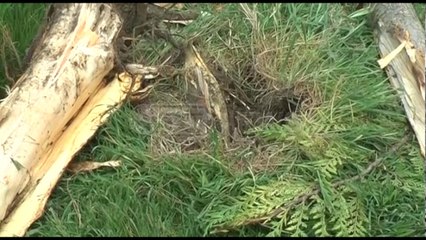 Ora News - Mjeti del nga rruga dhe përplaset me avllinë e banesës, vdes drejtuesi