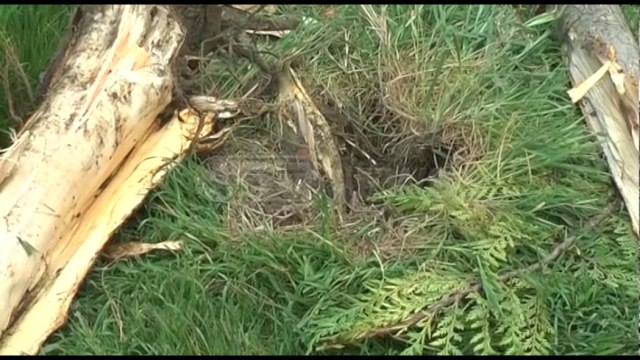 Ora News - Mjeti del nga rruga dhe përplaset me avllinë e banesës, vdes drejtuesi