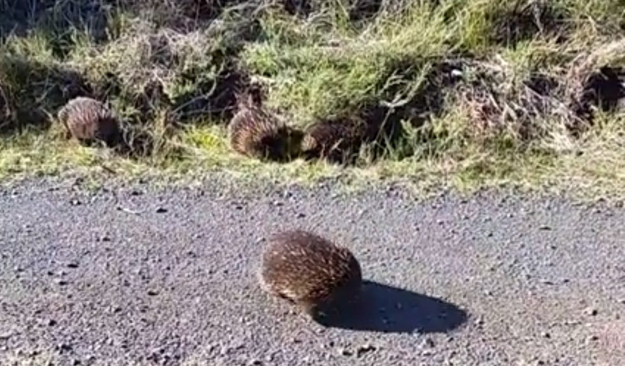 Four Male Echidnas Trail Female in 'Love Train' Mating Ritual