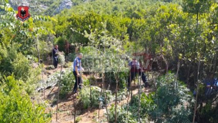 Report TV - Shkodër, 87 kubikë me kanabis, në hetim 4 policë dhe kryeplaku