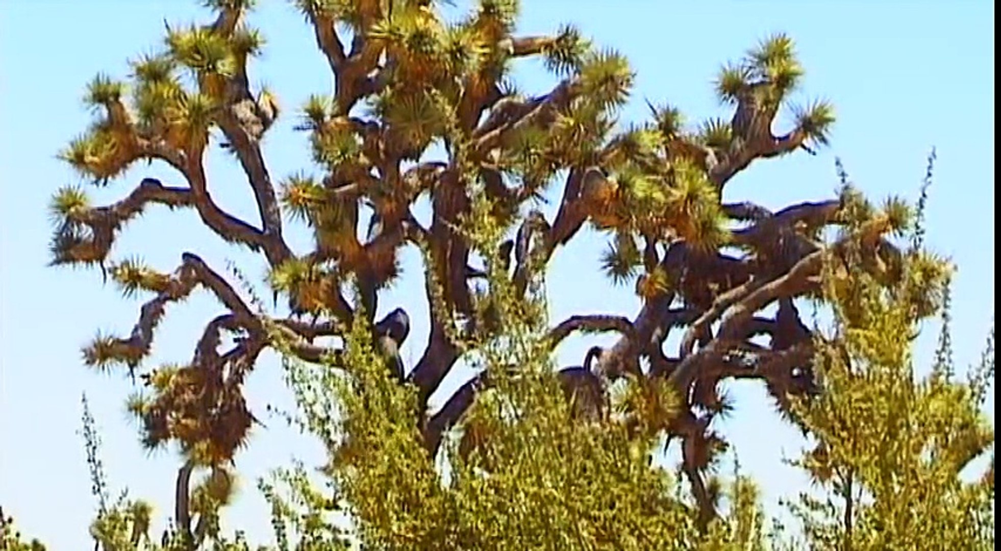 ⁣Joshua Tree (USA) Vacation Travel Video Guide