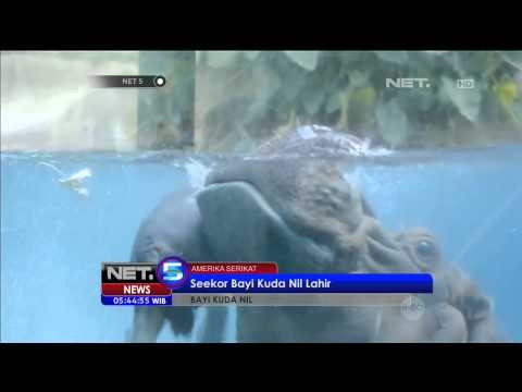 Seekor kuda nil lahir di Kebun Binatang San Diego - NET5