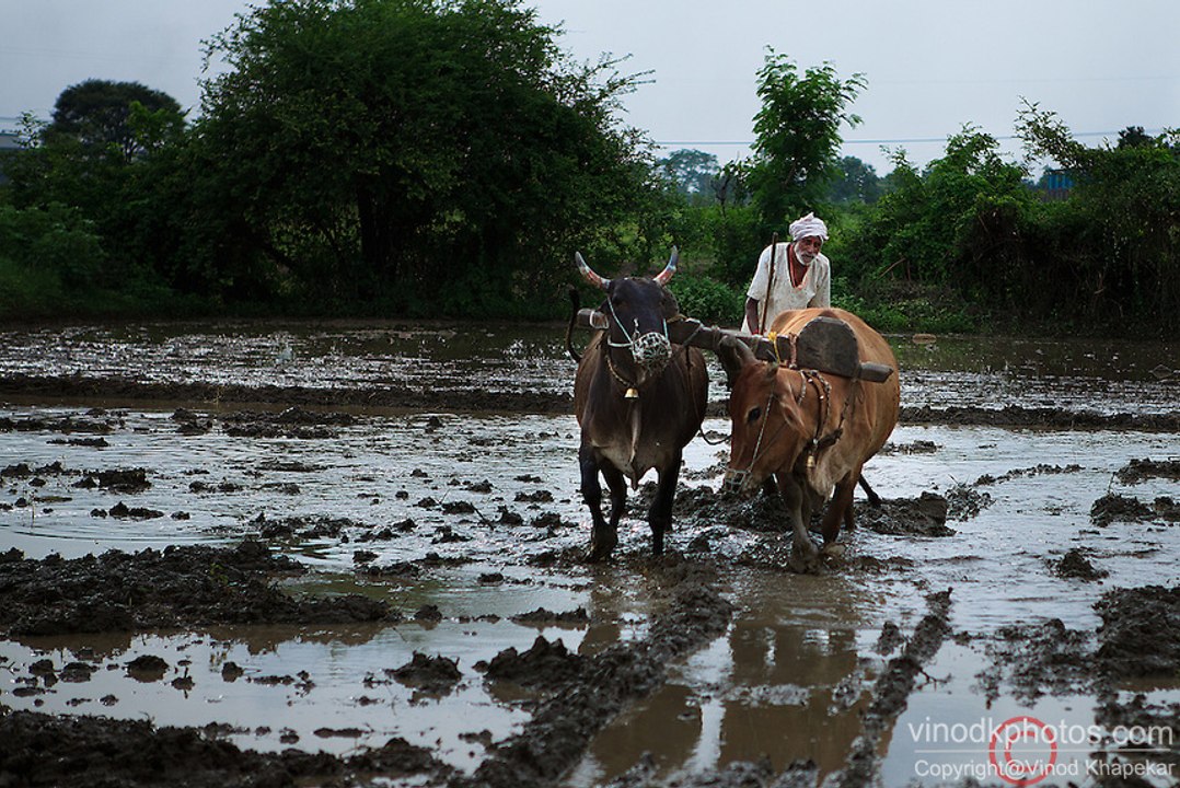 'INDIA LIVES IN VILLAGES' (A Documentary Film) - Directed by Dipak Kumar Singh