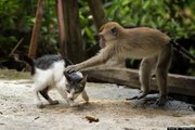 MONKEYS Vs CATS - Funny Videos of Animal Compilation - YouTube