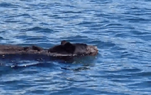 Swimming Bear Surprises Whale-Watching Tour in British Columbia