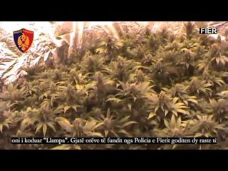 Laboratori i drogës në Fier, në pranga  6 burra dhe 2 gra