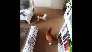 Funny Cats Compilation 2016  - Best Funny Cat Videos Ever -- Funny Vines_1