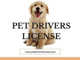 Pet Drivers License Tag For Your Lovable Dog Security