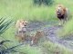 Ces bébés lions adorables essaient de rugir comme papa
