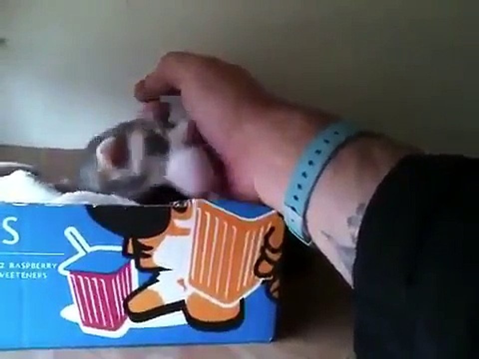 Cette maman furet demande des caresses pour ses petits... Adorable