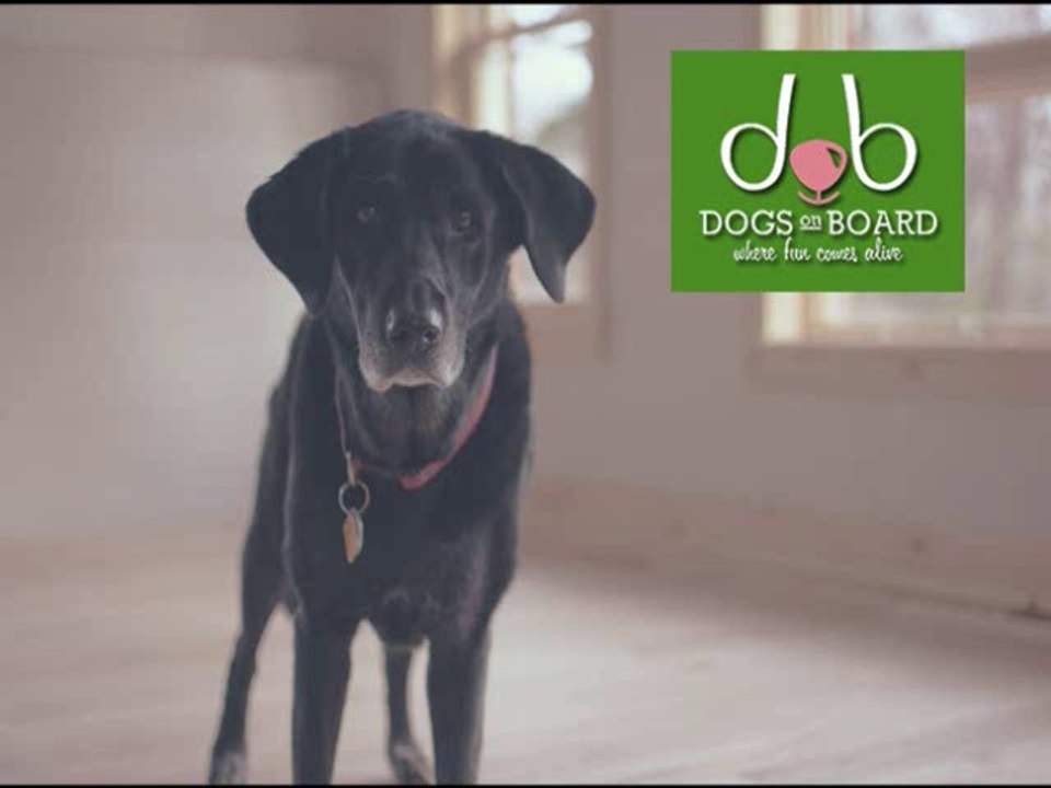 How To Care Dog?