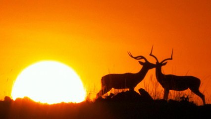 O parque por onde passa a maior migração de animais do mundo