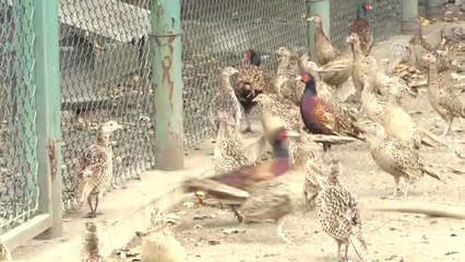 Samsun'da Yetiştirilen 14 Bin Sülün Doğaya Salınacak