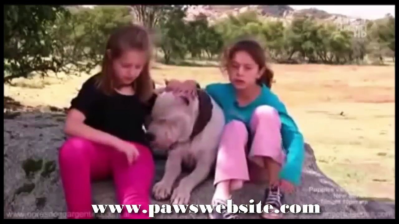 Appâtage puma bats toi contre argentino cougar dogue