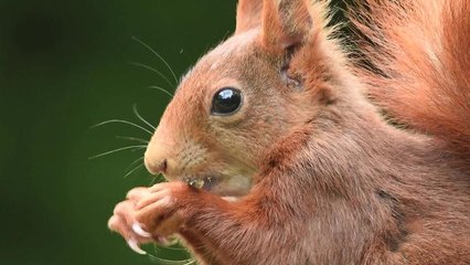 Un écureuil roux qui fait sa star !!