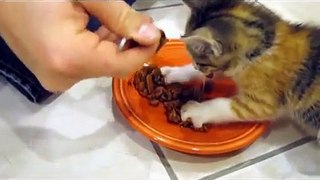 Kätzchen bekommt Futter, aber als es anfängt zu fressen ... Schau dir die Reaktion an, DAS hätte ich nie erwartet.