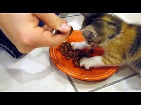 Kätzchen bekommt Futter, aber als es anfängt zu fressen ... Schau dir die Reaktion an, DAS hätte ich nie erwartet.