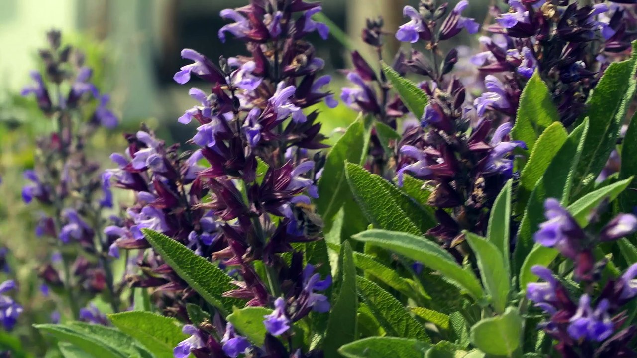 FUN-MOOC : Ingénierie écologique