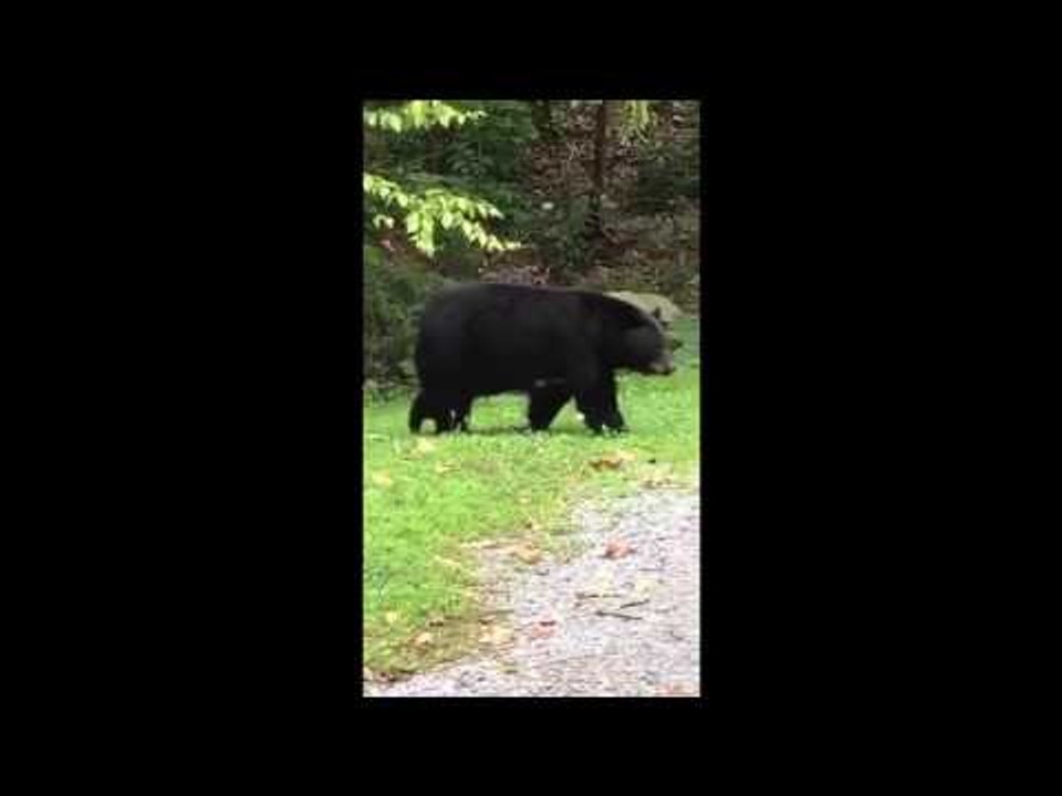 Momma Bear and Cubs Rummage Outside Family's Cabin in Gatlinburg, Tennessee