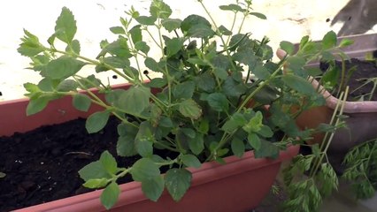 Day Vlog  Super Salads & Silly Shreds