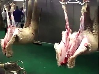 Kuzulara Neler Yapıyorlar