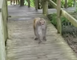 Family Escapes Monkey Attack in Silver Springs, Florida