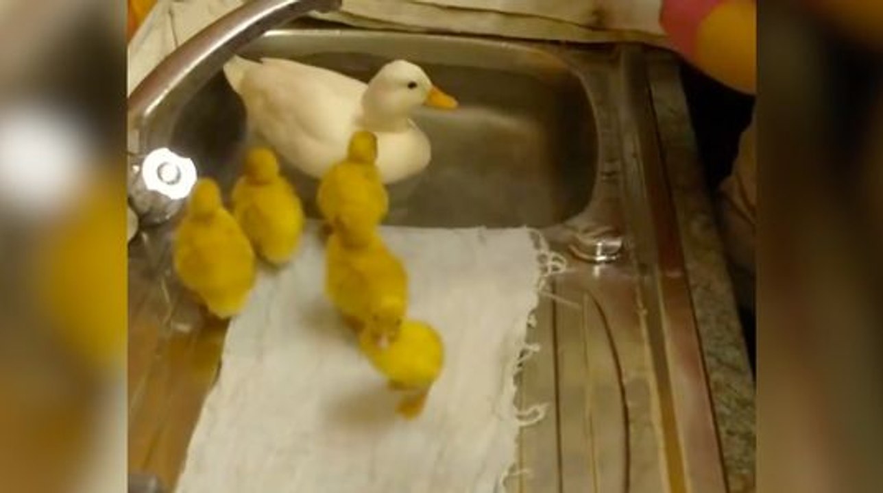 Des poussins prennent leur tout premier bain dans un évier avec leur maman !