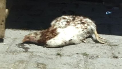 Posof'ta Sıcak Havaya Dayanamayan Tavuklar Telef Oluyor