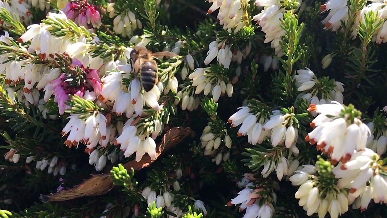 Bee Pollination